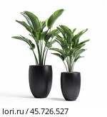 Two large strelitzia nicolai plants growing in black pots on white background. Стоковое AI-изображение, AI-художник Иван Рябоконь / Фотобанк Лори