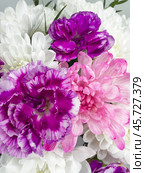 Close-up of fresh white chrysanthemums and violet carnation flowers. Heartfelt congratulations on birthday, Valentine's Day, Mother's Day, anniversary, March 8. Floral background. Beautiful greeting card. Стоковое фото, фотограф Виктория Катьянова / Фотобанк Лори
