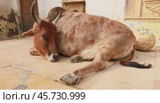 Cow on street in India Constitution of India mandates the protection of cows in Rajasthan, India (2021 год). Стоковое видео, видеограф Андрей Армягов / Фотобанк Лори