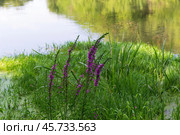 Красивые малиновые цветы дербенника иволистного, Lythrum, на болотистом берегу реки Красивая Меча, Тульская область, Россия. Стоковое фото, фотограф Андрей Цыганков / Фотобанк Лори