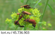 Краснокрыл алый или кровавый Lygistopterus sanguineus. Стоковое видео, видеограф Александр Мамонтов / Фотобанк Лори