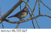Варакушка Luscinia svecica. Стоковое видео, видеограф Александр Мамонтов / Фотобанк Лори