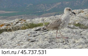 Чайки Хохотуньи Larus cachinnans. Стоковое видео, видеограф Александр Мамонтов / Фотобанк Лори