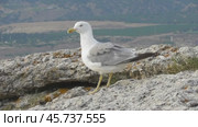 Чайки Хохотуньи Larus cachinnans. Стоковое видео, видеограф Александр Мамонтов / Фотобанк Лори