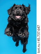 Portrait of a jumping Newfoundland dog on a blue background. Стоковое AI-изображение, AI-художник ArtVladZ / Фотобанк Лори