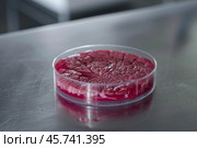 Cultivated meat growing in petri dish in laboratory setting. Стоковое AI-изображение, AI-художник Иван Рябоконь / Фотобанк Лори