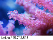 Pink soft coral showing tiny polyps growing in aquarium reef tank. Стоковое AI-изображение, AI-художник Иван Рябоконь / Фотобанк Лори