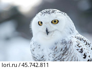 Snowy owl staring with intense yellow eyes in winter landscape. Стоковое AI-изображение, AI-художник Иван Рябоконь / Фотобанк Лори