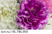 Video of festive bouquet of fresh flowers white chrysanthemums and violet carnations. Heartfelt congratulations on birthday, Valentine's Day, Mother's Day, anniversary, March 8. Floral background. Стоковое видео, видеограф Виктория Катьянова / Фотобанк Лори
