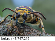 Longhorn beetle crawling on a branch, a close up encounter. Стоковое AI-изображение, AI-художник Иван Рябоконь / Фотобанк Лори