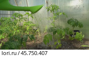Gardener watering crops in greenhouse. Стоковое видео, видеограф Igor Skripachev / Фотобанк Лори