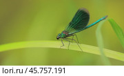 Beautiful demoiselle (Calopteryx virgo) is a European damselfly belonging to the family Calopterygidae. It is often found along fast-flowing waters where it is most at home. Стоковое видео, видеограф Андрей Армягов / Фотобанк Лори
