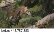 Cinereous vulture (Aegypius monachus) is a large raptorial bird that is distributed through much of temperate Eurasia. It is also known as the black vulture, monk or Eurasian black vulture. Стоковое видео, видеограф Андрей Армягов / Фотобанк Лори
