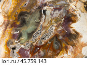 Macro photo of polished slice of a petrified tree. Abstract photo. Стоковое фото, фотограф EugeneSergeev / Фотобанк Лори