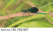 Beautiful demoiselle (Calopteryx virgo) is a European damselfly belonging to the family Calopterygidae. It is often found along fast-flowing waters where it is most at home. Стоковое видео, видеограф Андрей Армягов / Фотобанк Лори