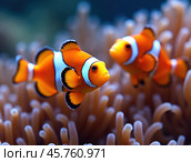 Clown fish or Clown anemonefish, Amphiprion bicolor, in natural habitat. Стоковое AI-изображение, AI-художник Евгений Ткачёв / Фотобанк Лори
