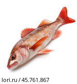 Fresh redfish lying on white background in studio setting. Стоковое AI-изображение, AI-художник Иван Рябоконь / Фотобанк Лори