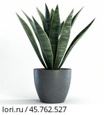 Sansevieria trifasciata plant growing in a modern pot on a white background. Стоковое AI-изображение, AI-художник Иван Рябоконь / Фотобанк Лори