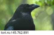 Common raven (Corvus corax), also known as the northern raven, is a large all-black passerine bird. Found across the Northern Hemisphere, it is the most widely distributed of all corvids. Стоковое видео, видеограф Андрей Армягов / Фотобанк Лори