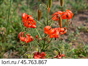 Лилия кудреватая (Lilium pilosiusculum ), на острове Ольхон на озере Байкал. Стоковое фото, фотограф Александр Тараканов / Фотобанк Лори