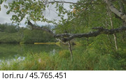 Landscape on small north lake. Стоковое видео, видеограф Михаил Коханчиков / Фотобанк Лори