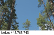 Top of pine trees and sky. Стоковое видео, видеограф Михаил Коханчиков / Фотобанк Лори