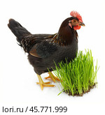 Chicken standing near fresh green grass isolated on white background. Стоковое AI-изображение, AI-художник Иван Рябоконь / Фотобанк Лори
