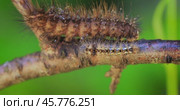 Caterpillar Phragmatobia fuliginosa also ruby tiger. A caterpillar crawls along a tree branch on a green background. Стоковое видео, видеограф Андрей Армягов / Фотобанк Лори