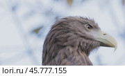 White tailed eagle (Haliaeetus albicilla) is a very large species of sea eagle widely distributed across temperate Eurasia. Sometimes, it is known as the ern or erne and Eurasian sea eagle. Стоковое видео, видеограф Андрей Армягов / Фотобанк Лори