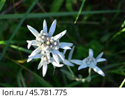 Edelweiss alpine flower close up. Стоковое фото, фотограф Photolart / Фотобанк Лори