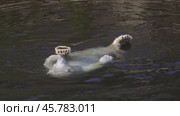 Polar bear (Ursus maritimus) is a hypercarnivorous bear whose native range lies largely within the Arctic Circle, encompassing the Arctic Ocean, its surrounding seas and surrounding land masses. Стоковое видео, видеограф Андрей Армягов / Фотобанк Лори