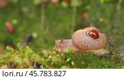 Close-up wildlife of a snail and ladybug in the sunset sunlight. Стоковое видео, видеограф Андрей Армягов / Фотобанк Лори
