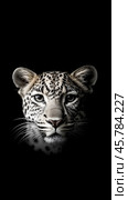 Leopard cub gazes intensely with striking black and white contrast in a captivating close-up shot. Стоковое AI-изображение, AI-художник Сергей Толмачёв / Фотобанк Лори
