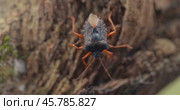 Forest bug or red-legged shieldbug (Pentatoma rufipes) is a species of shield bug in the family Pentatomidae, commonly found in most of Europe. It inhabits forests, woodlands, orchards, and gardens. Стоковое видео, видеограф Андрей Армягов / Фотобанк Лори