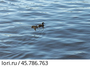 Dabbling duck with ducklings float on water. Natural photography. Стоковое фото, фотограф EugeneSergeev / Фотобанк Лори