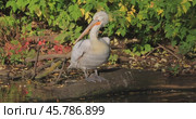 Dalmatian pelican (Pelecanus crispus) is the largest member of the pelican family, and perhaps the world's largest freshwater bird, although rivaled in weight and length by the largest swans. Стоковое видео, видеограф Андрей Армягов / Фотобанк Лори