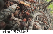 Wild ant hill in the forest super macro close-up shot. Стоковое видео, видеограф Андрей Армягов / Фотобанк Лори