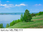 Pine trees on the slope of the Zhiguli mountains near Samara in Russia (2011 год). Стоковое фото, фотограф Олег Жуков / Фотобанк Лори
