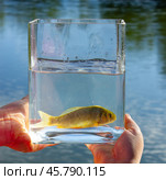 Small fish in a glass jar on the background of lake. Стоковое фото, фотограф Олег Жуков / Фотобанк Лори