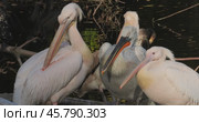 Dalmatian pelican (Pelecanus crispus) is the largest member of the pelican family, and perhaps the world's largest freshwater bird, although rivaled in weight and length by the largest swans. Стоковое видео, видеограф Андрей Армягов / Фотобанк Лори
