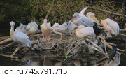 Dalmatian pelican (Pelecanus crispus) is the largest member of the pelican family, and perhaps the world's largest freshwater bird, although rivaled in weight and length by the largest swans. Стоковое видео, видеограф Андрей Армягов / Фотобанк Лори