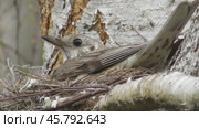 Самка дрозда дерябы сидит в гнезде с яйцами Turdus viscivorus. Стоковое видео, видеограф Александр Мамонтов / Фотобанк Лори