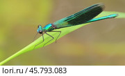 Beautiful demoiselle (Calopteryx virgo) is a European damselfly belonging to the family Calopterygidae. It is often found along fast-flowing waters where it is most at home. Стоковое видео, видеограф Андрей Армягов / Фотобанк Лори