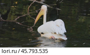 Dalmatian pelican (Pelecanus crispus) is the largest member of the pelican family, and perhaps the world's largest freshwater bird, although rivaled in weight and length by the largest swans. Стоковое видео, видеограф Андрей Армягов / Фотобанк Лори