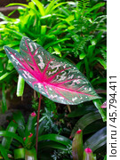 Caladium in the garden. A beautiful plant with a bright red pattern. Landscaping and decor. Стоковое фото, фотограф Коханова Наталья / Фотобанк Лори