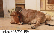 Cow on street in India Constitution of India mandates the protection of cows in Rajasthan, India (2019 год). Стоковое видео, видеограф Андрей Армягов / Фотобанк Лори