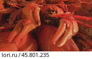 Boiled crayfish close-up. Стоковое видео, видеограф Андрей Армягов / Фотобанк Лори