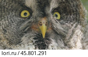 Great gray owl (Strix nebulosa) is a very large owl, documented as the world's largest species of owl by length. It is distributed across the Northern Hemisphere. Стоковое видео, видеограф Андрей Армягов / Фотобанк Лори