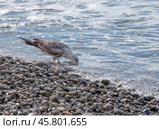 Большая чайка стоит на берегу моря, опустив голову в воду. Рядом с ней у воды лежит крупная серебристая рыба. Стоковое фото, фотограф Наталья Николаева / Фотобанк Лори