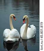 Two beautiful swans swim together in tranquil water, reflecting their graceful forms as morning light. Swans Cygnus are a genus of birds from order Anseriformes of the duck family. Generative AI. Стоковое AI-изображение, AI-художник Юлия Петровская / Фотобанк Лори